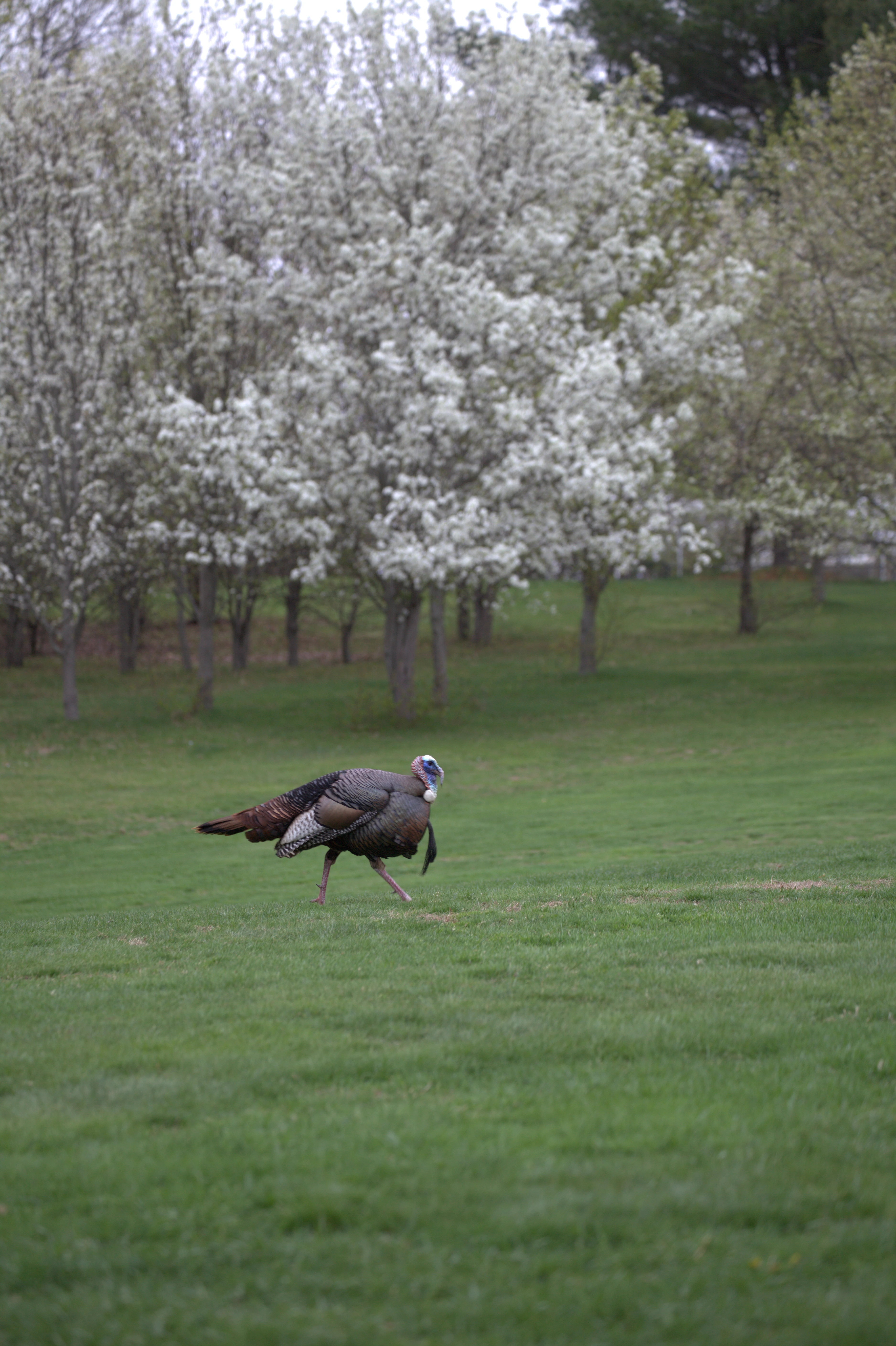 Silver Springs Green