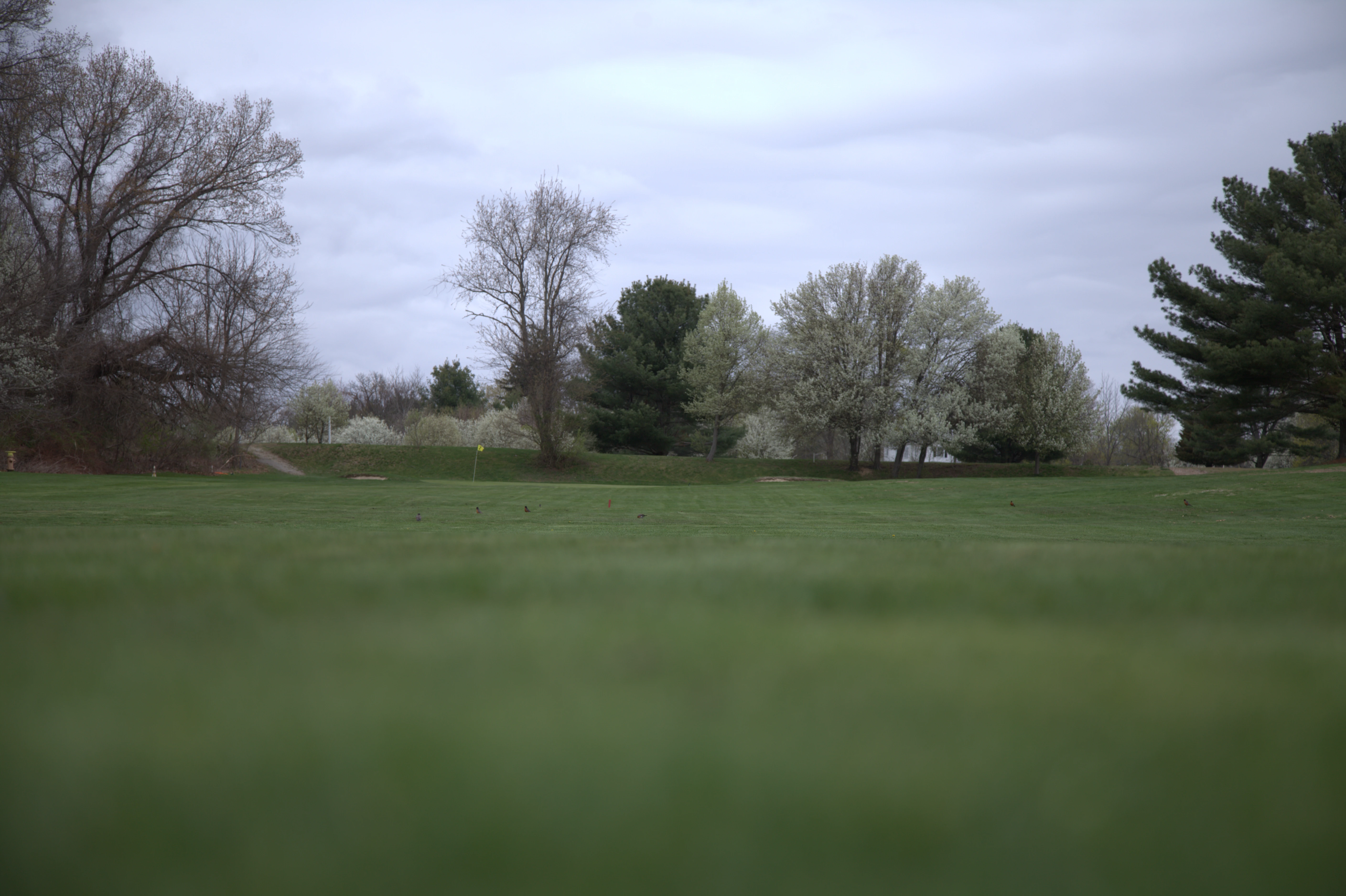 Silver Springs Green