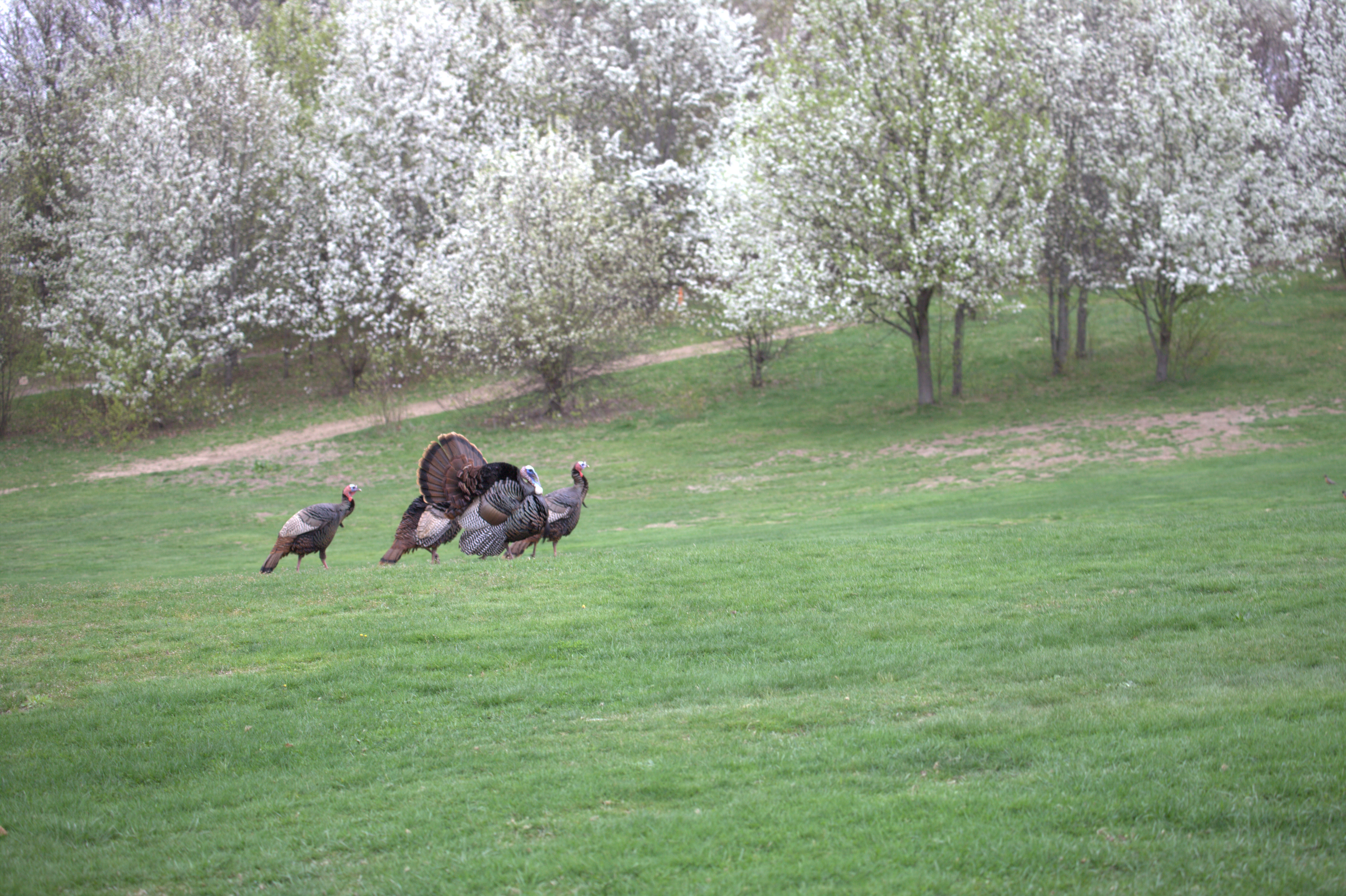 Silver Springs Green